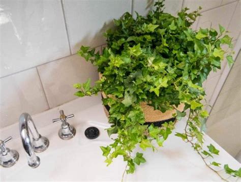 適合種在浴室的植物 進塔師父紅包